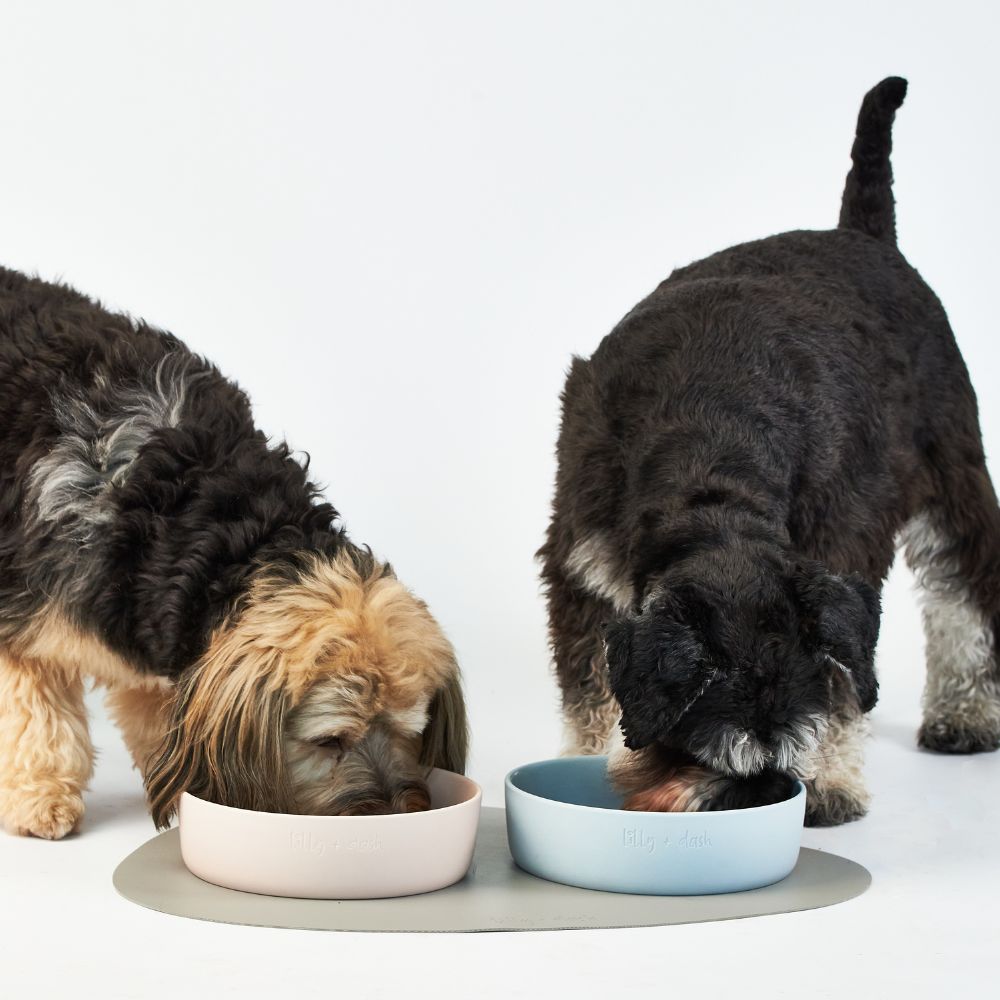 Pet Bowl