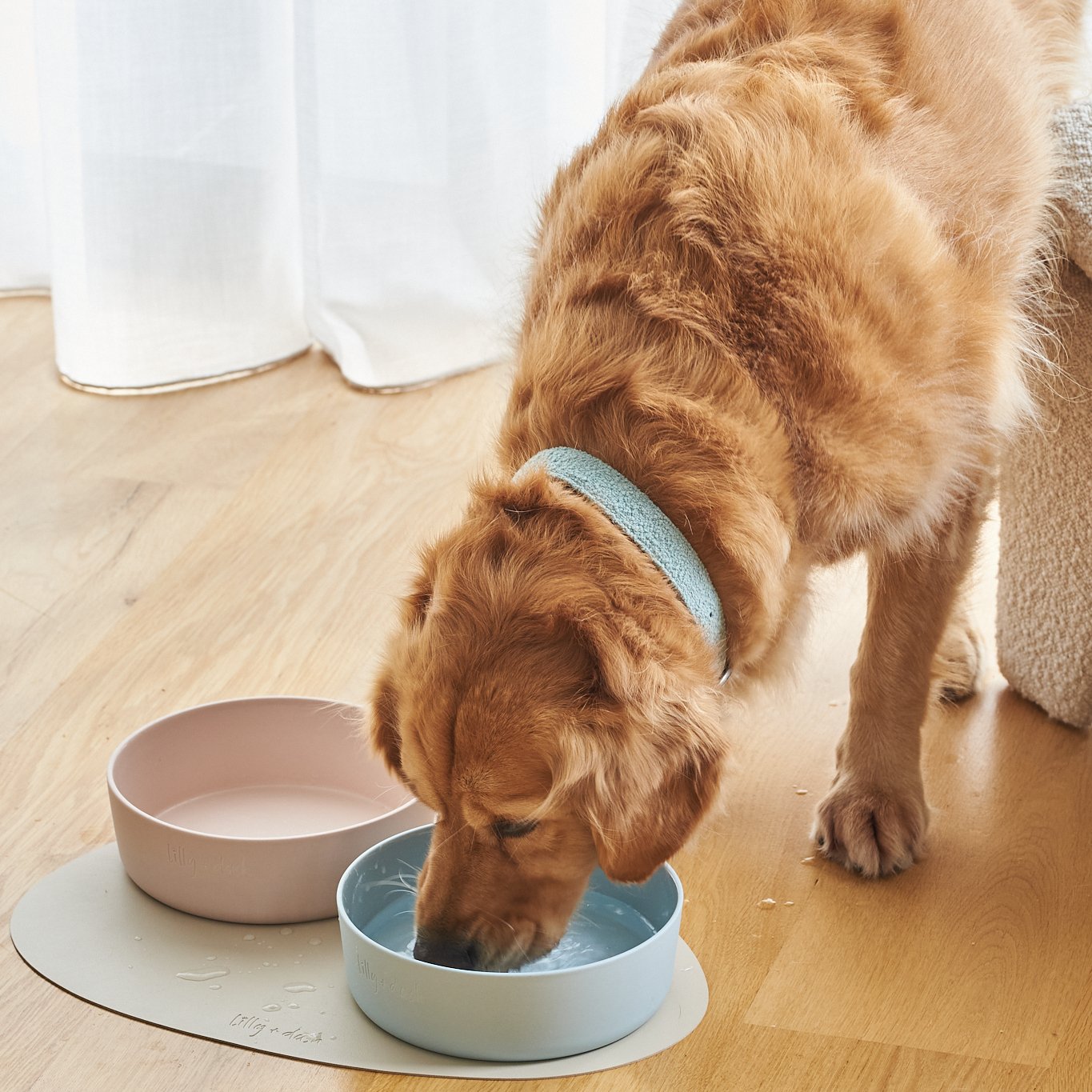 Pet Bowl